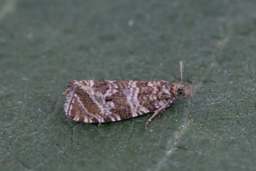 Celypha rivulana